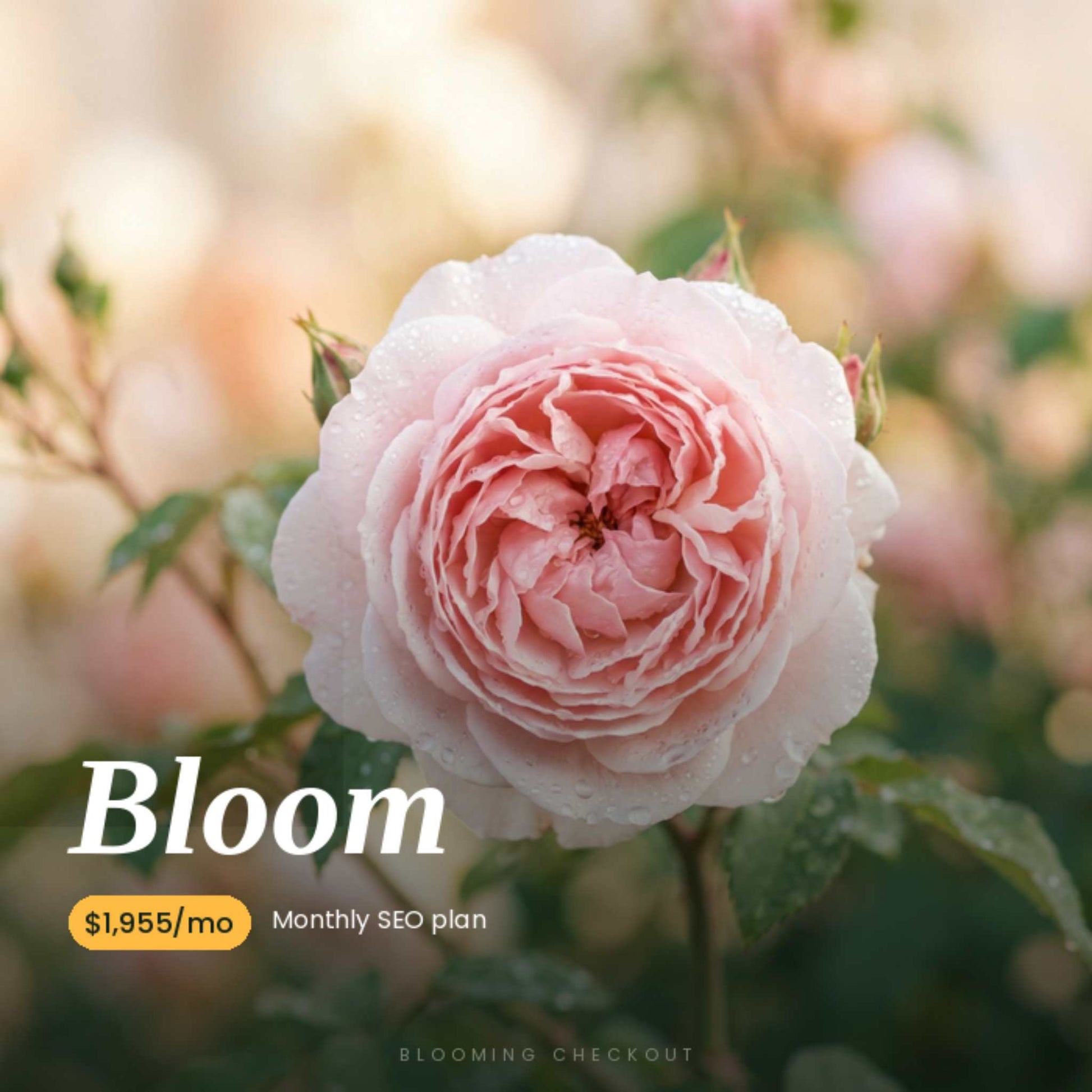 Close up of a pink rose with the word Bloom